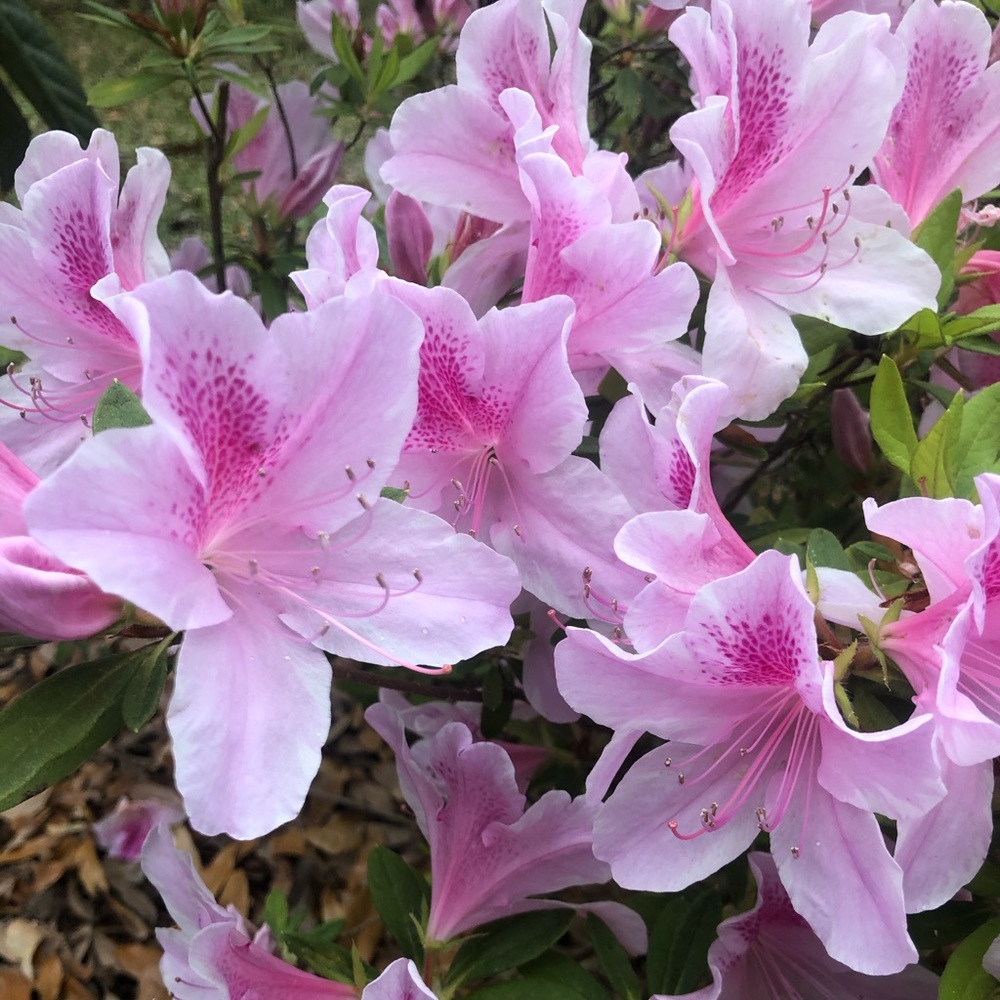 Meet your Posher, Yuliana